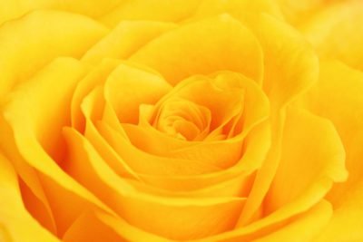 yellow-rose